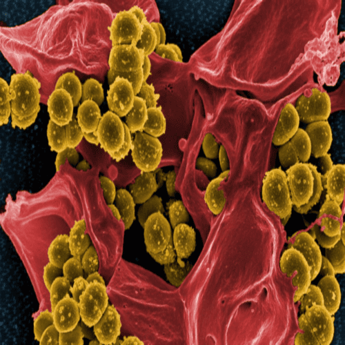 ABTRI Bionutrient for STP bioculture